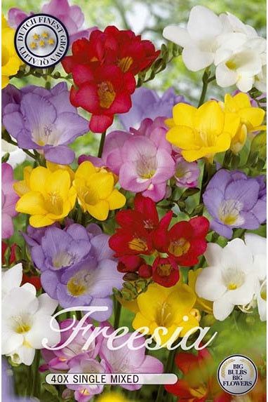 Freesia Mix 40-pakning